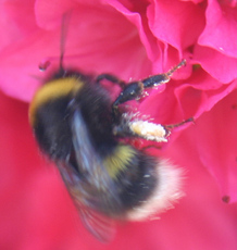 Rhododendron-Hummel.jpg